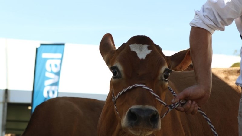 Free State Agriculture overjoyed with farmer involvement at annual Bloem Show | News Article
