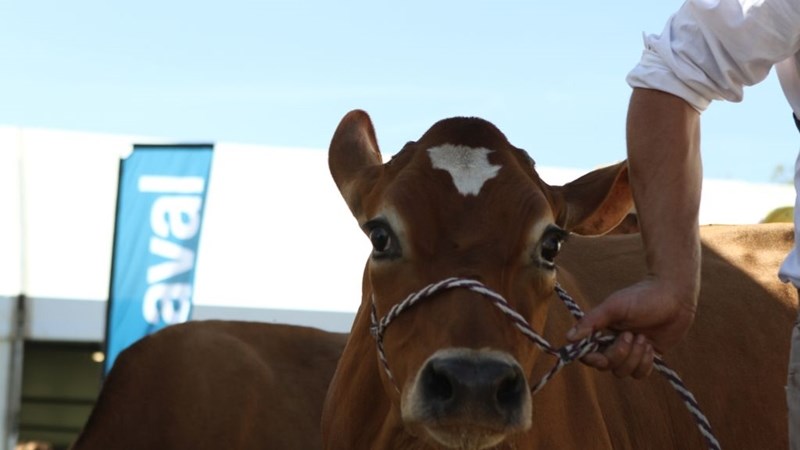 Free State Agriculture overjoyed with farmer involvement at annual Bloem Show Free State Agriculture overjoyed with farmer involvement at annual Bloem Show | News Article