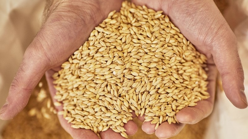 Gebruik van pleeggewasse in vestiging van lusern en koring Gebruik van pleeggewasse in vestiging van lusern en koring | News Article