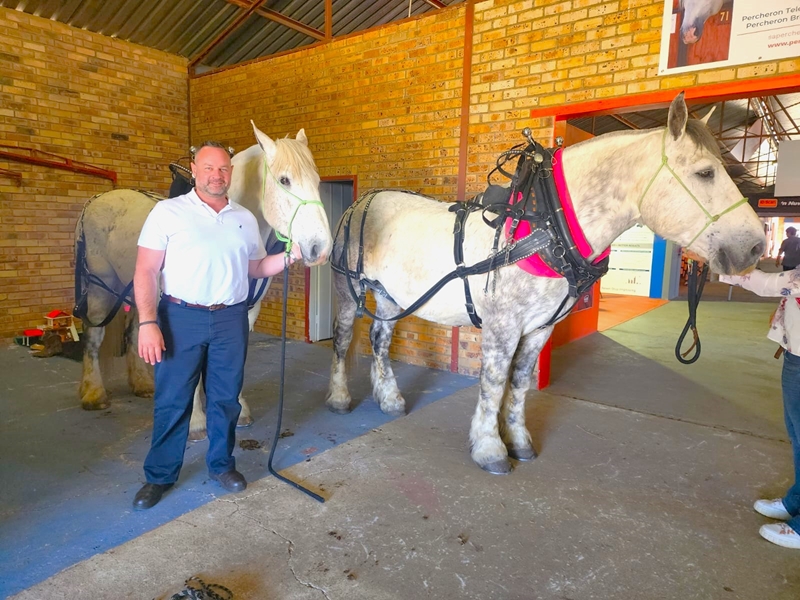 Percheron, 'n majestueuse perd – KYK | News Article