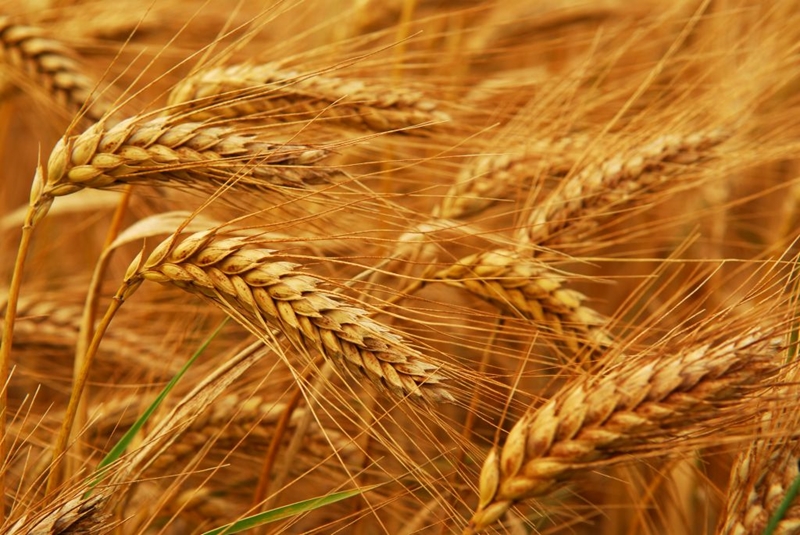Agri-Uur: Jongste Safex-nuus | News Article