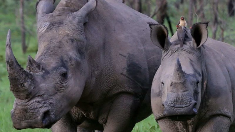 First rhino horn token sold at auction in South Africa First rhino horn token sold at auction in South Africa | News Article