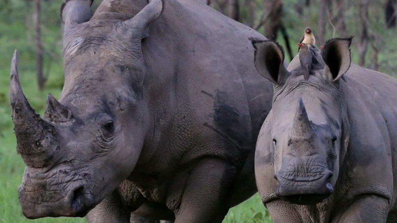 First rhino horn token sold at auction in South Africa | News Article