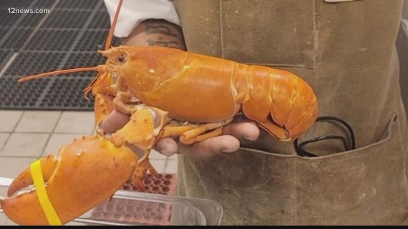 Orange lobster donated to aquarium | News Article