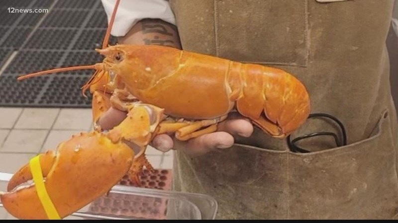 Orange lobster donated to aquarium Orange lobster donated to aquarium | News Article