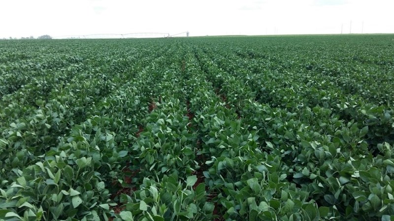 Agri-Uur: Jongste Safex-nuus Agri-Uur: Jongste Safex-nuus | News Article