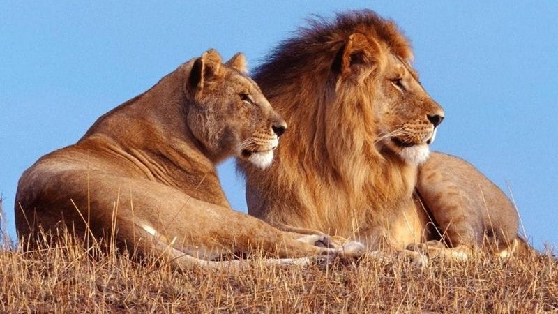 Leeuboere moet deel wees van telersgenootskap Leeuboere moet deel wees van telersgenootskap | News Article