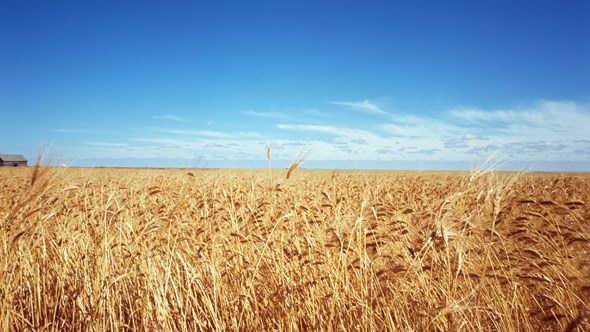 Landbounuus-podcast: CEC releases fifth production forecast for 2022 | News Article