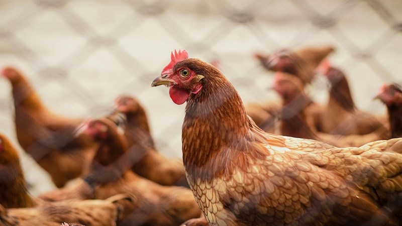 Landbounuus: Geen rede tot kommer oor hoenderpokke Landbounuus: Geen rede tot kommer oor hoenderpokke | News Article