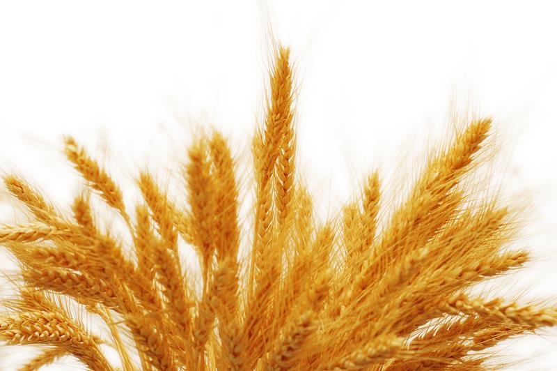 #Agbiz: What do 2021/22 global wheat production dynamics mean for SA? | News Article