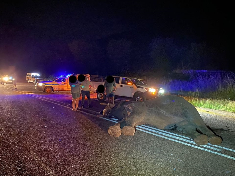 Twee bakkies bots teen olifant in pad | News Article
