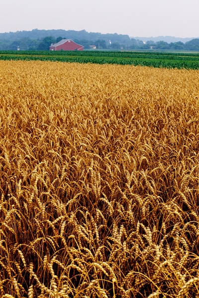 Agri-Uur: Jongste Safex-nuus | News Article