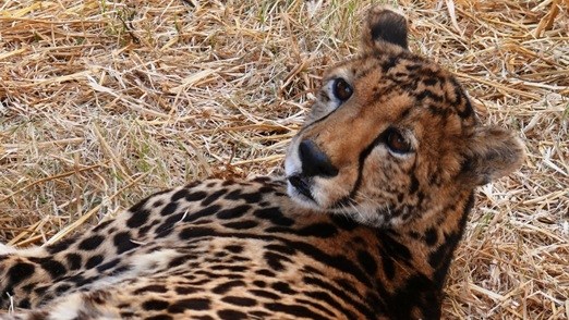 Motorist arrested after running over a cheetah in Kruger National Park Motorist arrested after running over a cheetah in Kruger National Park | News Article