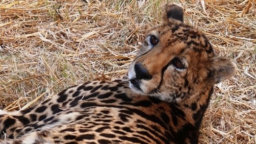 Motorist arrested after running over a cheetah in Kruger National Park | News Article