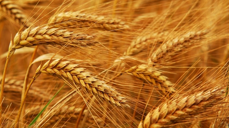 Agri-Uur: Jongste Safex-nuus Agri-Uur: Jongste Safex-nuus | News Article