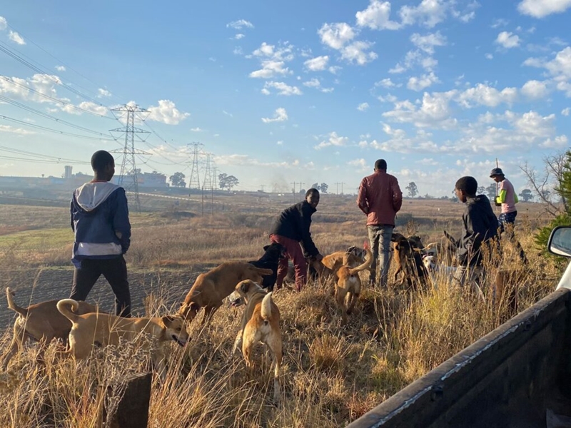 Onwettige jag met honde kom baie meer voor in feestyd   | News Article