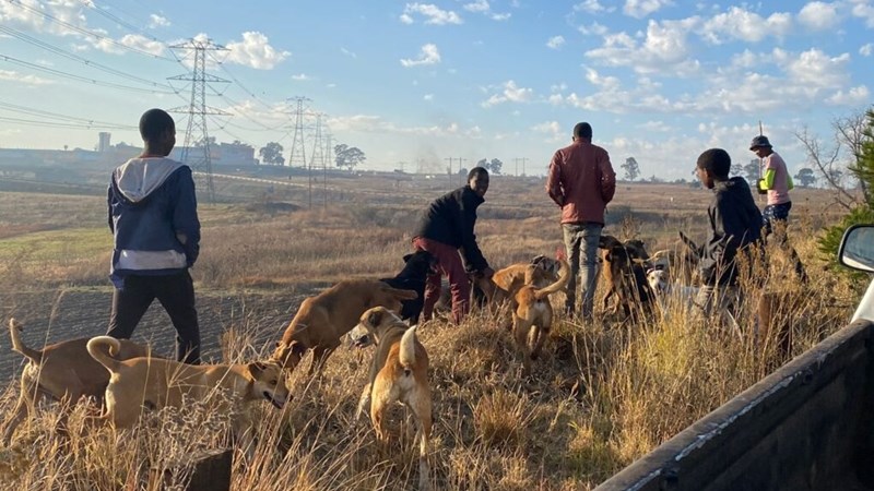 Onwettige jag met honde kom baie meer voor in feestyd   | News Article