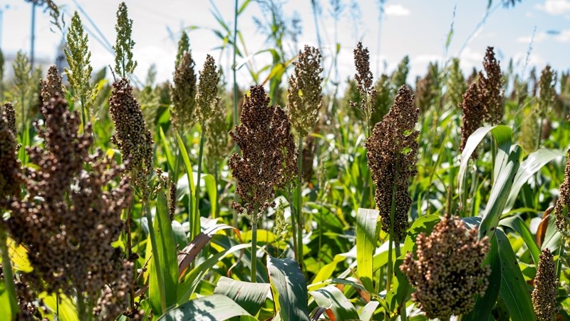 Landbounuus: Boere plant meer sorghum, forum kyk na verskillende gebruike | News Article