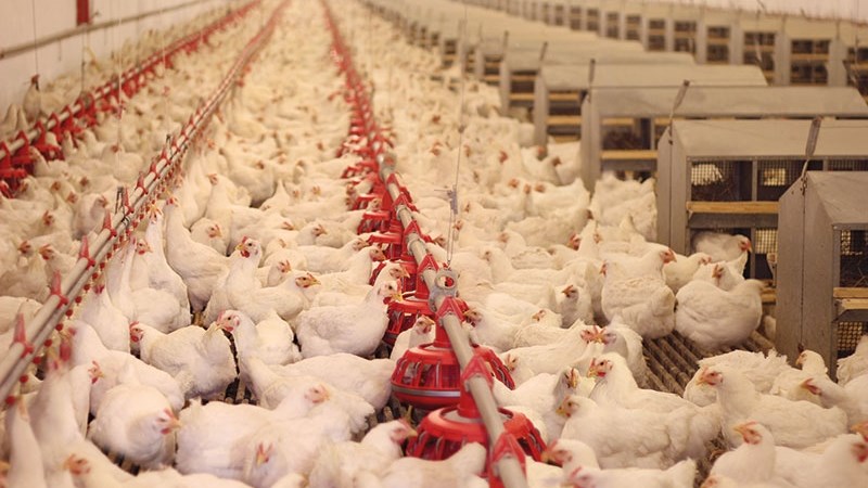 Agri podcast: High risk of avian influenza outbreaks this winter | News Article