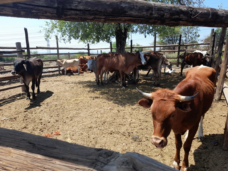 Mother and son to appear in court for stock theft | News Article