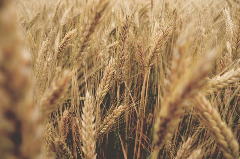 Agri-uur: Jongste Safex-nuus | News Article