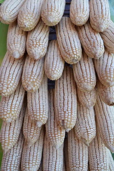 Agri-Uur: Jongste Safex-nuus | News Article