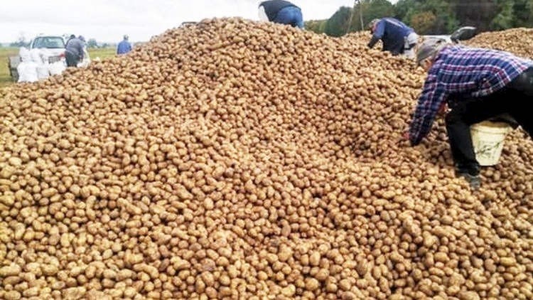 Weird Wide Web – Die weggeraapte aartappels Weird Wide Web – Die weggeraapte aartappels | News Article