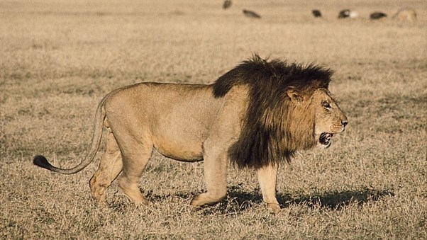 Lion escapes in North West Lion escapes in North West | News Article