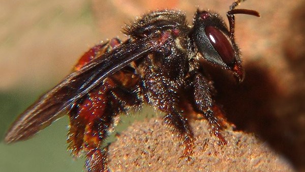 Wraith Bee Weird Wide Web - Vulture bees make honey from rotten flesh | OFM