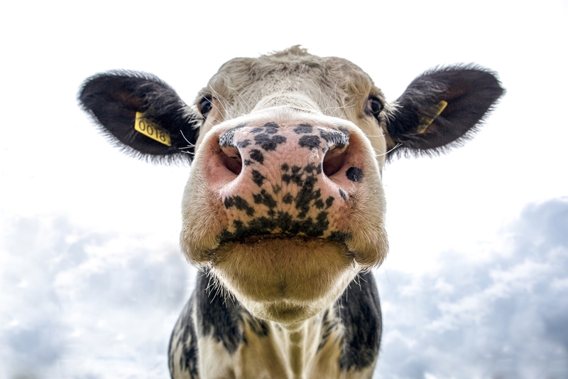 Waarskuwing teen antibiotika-misbruik vir beeste  | News Article