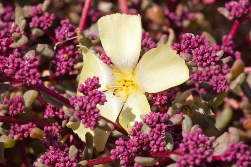 Landbounuus: Besigtig Namakwaland se blommeprag vanaf middel Julie  | News Article