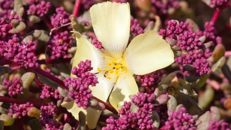 Landbounuus: Besigtig Namakwaland se blommeprag vanaf middel Julie  | News Article