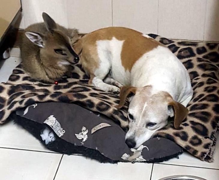 Bibi die duiker bring vreugde vir gesin ná hartseer jaar | News Article
