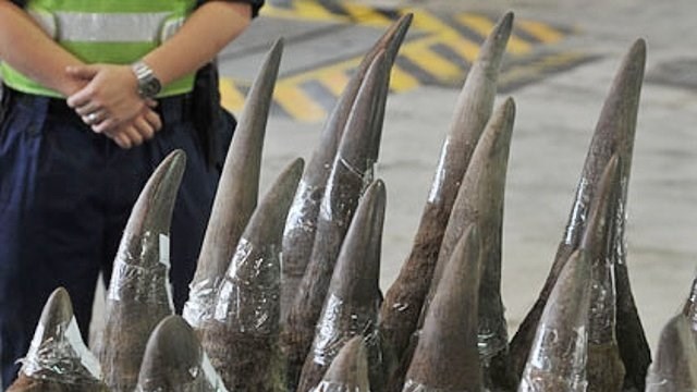 Vietnam gives longest ever jail term for trading rhino horn: NGO | News Article
