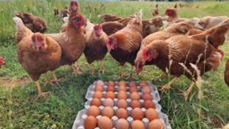 Hen Hotel gebou met passie en liefde vir pluimveebedryf Hen Hotel gebou met passie en liefde vir pluimveebedryf | News Article