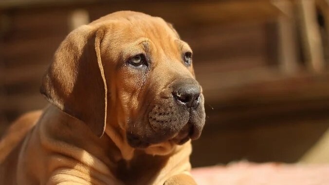 Suid-Afrika se eie hond – die Boerboel | News Article