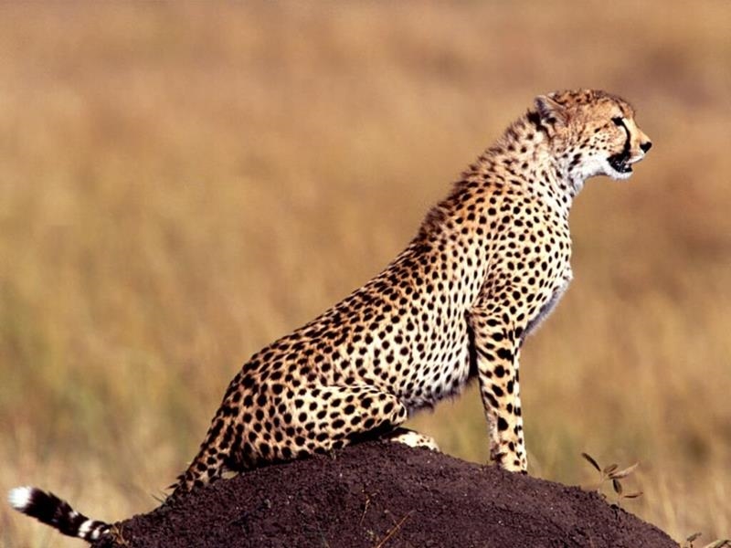 SA cheetah dies after relocating to India | News Article