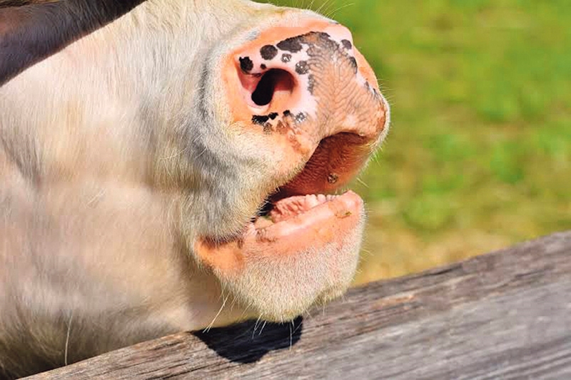 Hier is van jou hoof landboustories op OFM | News Article