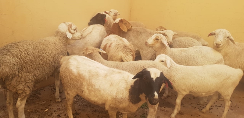 Noord-Kaap man vas vir veediefstal | News Article