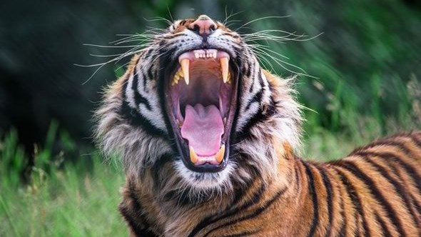 Midvaal set to review bylaws on exotic animals after tiger escape Midvaal set to review bylaws on exotic animals after tiger escape | News Article