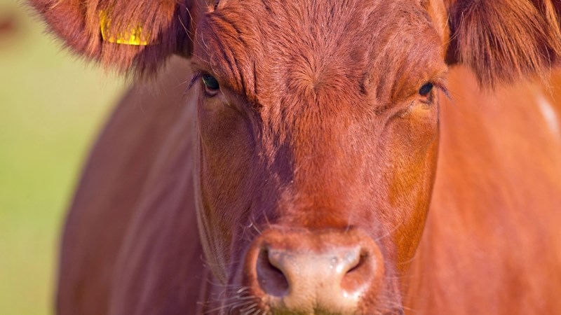 Twee nuwe bek-en-klouseer-gevalle in Vrystaat bevestig | News Article
