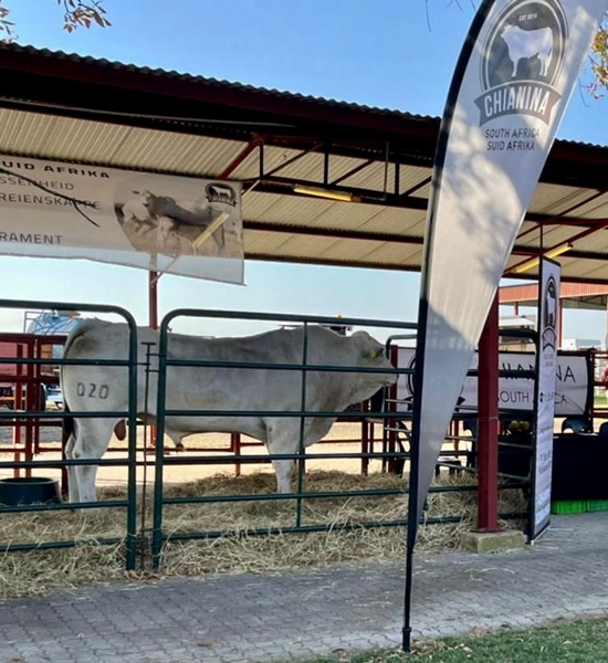 Bees van die week: Chianina | News Article
