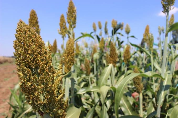 Agri-Uur: Jongste Safex-nuus  | News Article