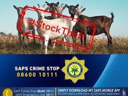 Meer veediefstal in Noord-Kaap kwel polisie | News Article