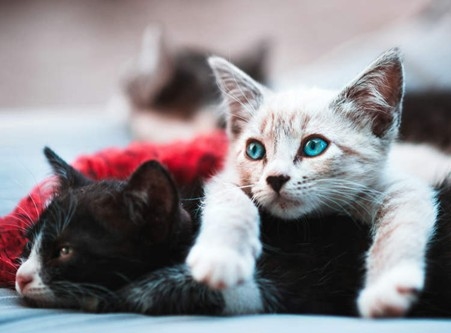 Weird Wide Web – Hul skei, en hy betaal onderhoud vir katte! | News Article