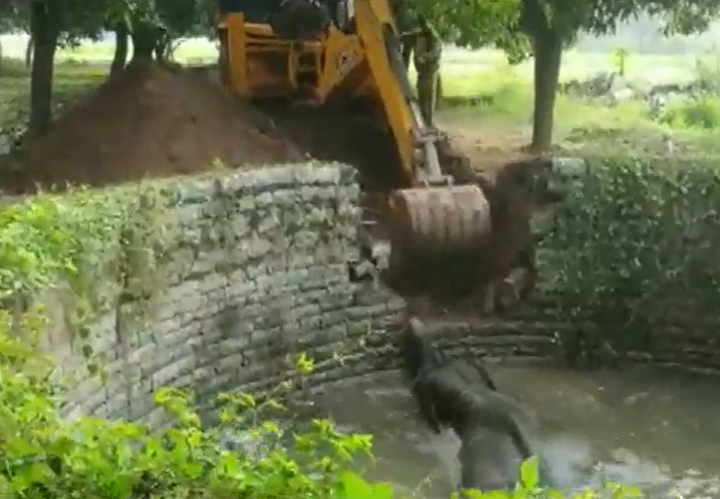 Young elephant rescued from well | News Article