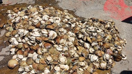 Nine arrested in Eastern Cape for suspected abalone poaching  | News Article