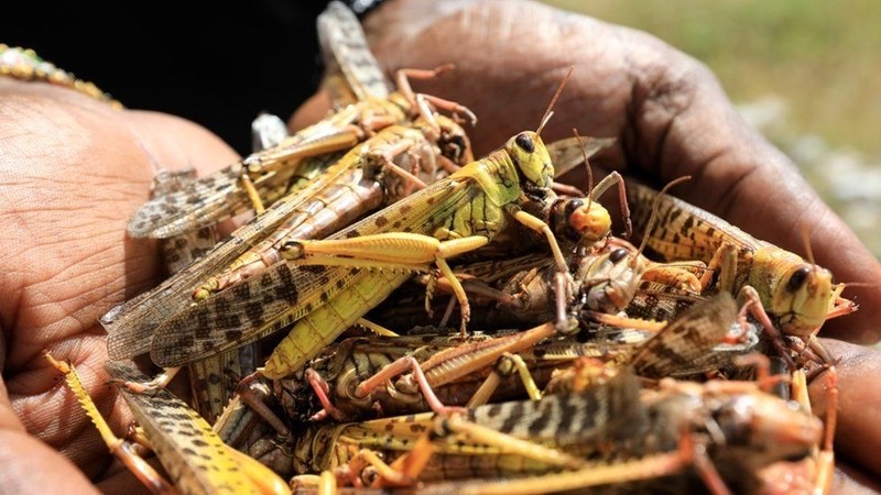 Agri podcast: Locust combat officers not paid | News Article