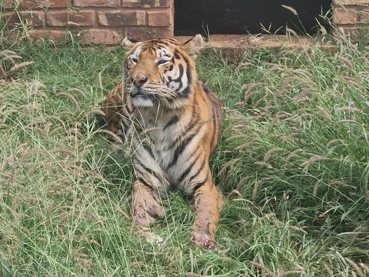 Klagte kom ná wrede dood van tier by Noordwes-sentrum | News Article