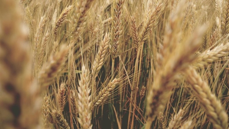 Agri-uur: Jongste Safex-nuus Agri-uur: Jongste Safex-nuus | News Article